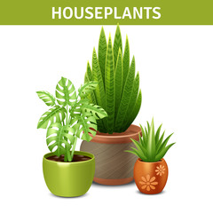 Poster - Realistic Houseplants Composition 