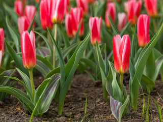 Poster - blooming red tulips