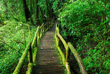 Beautiful Rain Forest At Ang Ka Nature Trail In Doi Inthanon Nat
