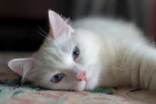 Sleepy Turkish Angora Cat