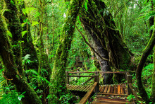 Beautiful Rain Forest At Ang Ka Nature Trail In Doi Inthanon Nat
