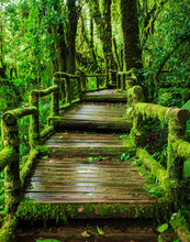 Beautiful Rain Forest At Ang Ka Nature Trail In Doi Inthanon Nat
