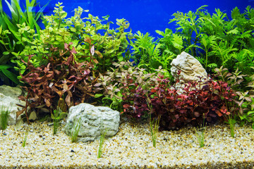 Wall Mural - Aquascaping of the beautiful planted tropical freshwater aquariu