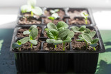Fototapeta  - tomato and cucumber seedling