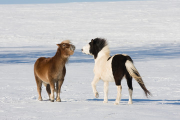 Two little horses playing on snowy meadow