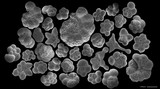 Fototapeta Boho - Several planctonic foraminifera