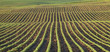 Rows of young soybean plants in morning light