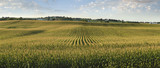 Midwestern cornfield in late afternoon sun panorama