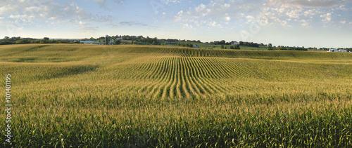 Cuadros en Lienzo Midwestern cornfield in late afternoon sun panorama