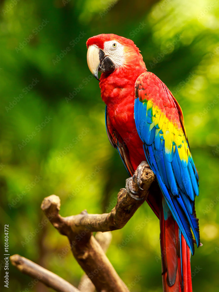 Scarlet Macaw parrot - obrazy, fototapety, plakaty 