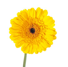 Yellow Gerbera Flower