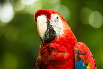 Wall Mural - Scarlet Macaw parrot