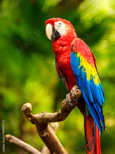 Dekoracja na wymiar  papuga-szkarlatna-ara