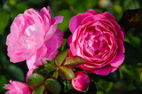 Rose Mary Rose; Englische Rose 
