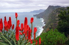 View Over The North Coast Of Madeira, With Red-hot Aloe Vera In The Foreground. (Santana On Madeira)
