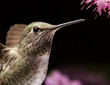 This is a head shot of a hovering hummingbird.