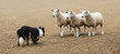Sheepdog Staring Down a Group of  Sheep