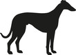 Greyhound silhouette