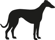 Greyhound Silhouette