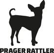 Prague ratter with german breed name