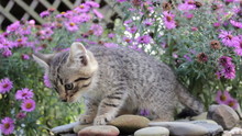 Kitten Sniffing Flowers/small Kitten Sniffing Flowers Outdoors