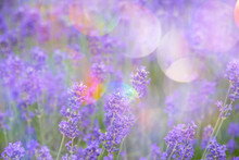 Lavender On A Field In Detail