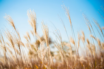 Landscape of grass meadow in autumn, soft focus