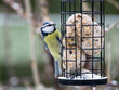 Blue tit sitting on bird feeder with fat balls