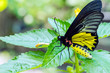 Close up of golden birdwing Butterfly  - Troides aeacus kaguya and Trogonoptera with green background