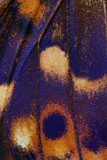 Lesser Purple Emperor, Apartura ilia  butterfly wing pattern