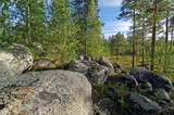 Fototapeta Natura - Big boulders in the northern forest.
