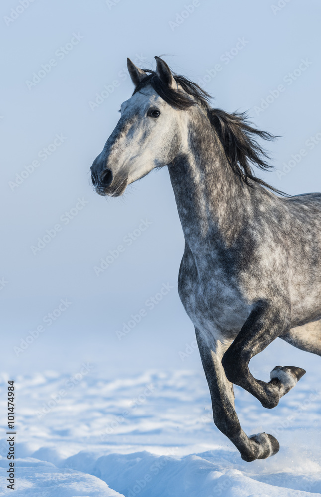 Grey horse - close up portrait in motion - obrazy, fototapety, plakaty 