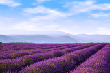 Fototapeta Lawenda - Lavender field summer near Sault.