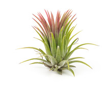 Air Plant Tillandsia Isolated White Background
