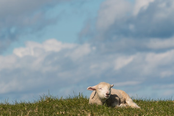 Wall Mural - newborn lamb resting on grass