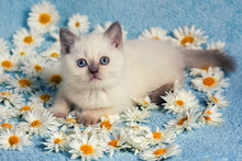 花のあるシャム猫 無料画像 - Public Domain Pictures