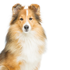 Wall Mural - Brown sheltie dog