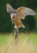Barn owl sitting on the branch, feeding on mouse prey, with clean green background, Czech Republic