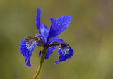 KWIAT IRYS - FLOWER IRIS