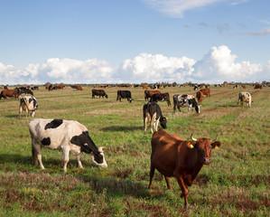 Caws in a meadow.