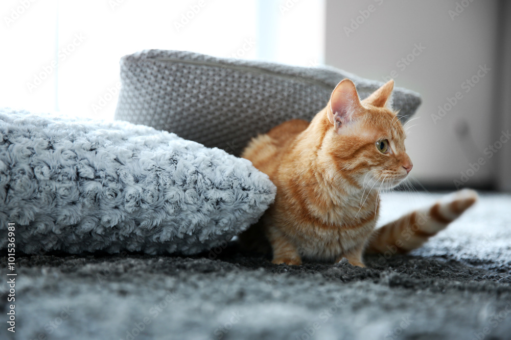 Red cat on the floor, close up