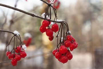 Red berry viburnum, frosty day. Berries under the snow. Red berries of Viburnum in winter closeup macro. Wonderful world of nature. Frozen berries on a branch. Cranberry of winter. Guelder red.