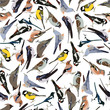 seamless pattern birds