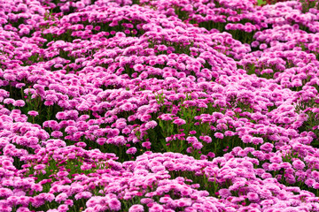 Canvas Print - Garden flowers background