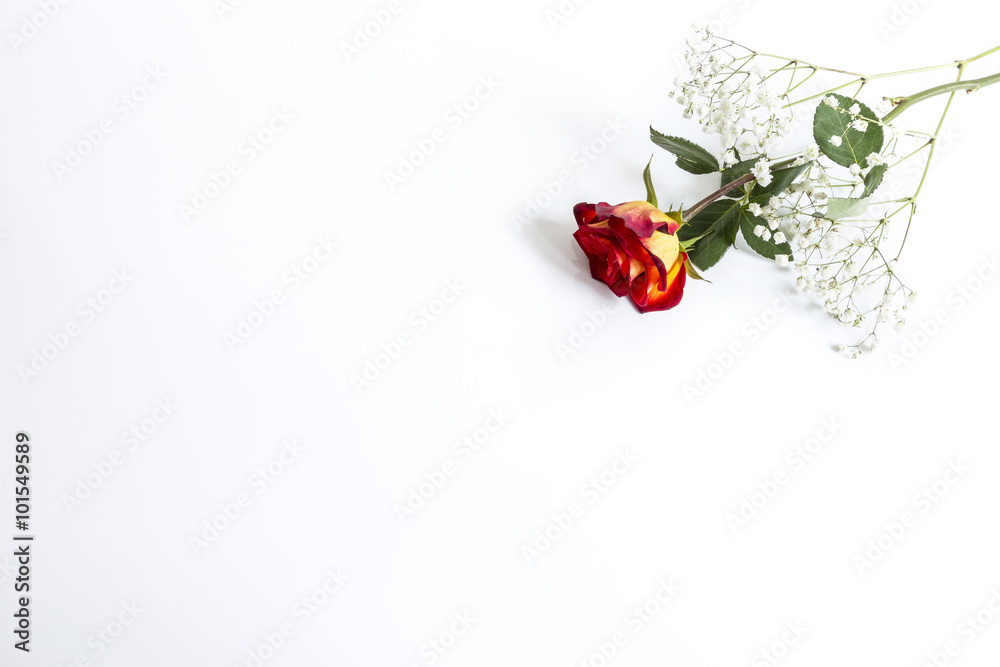 Czerwona róża na białym tle - obrazy, fototapety, plakaty 