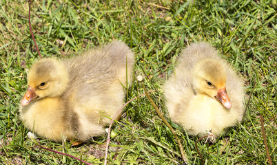 Two gosling on green grass