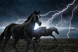 Fototapeta Konie - Running black horses