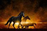 Fototapeta Konie - Four running black horses