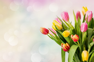  tulipani su sfondo colorato