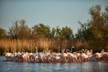 Poster - beautiful group of flamingos